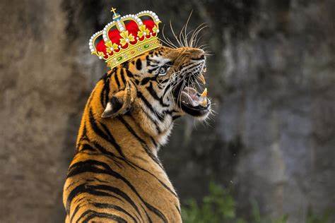 Krabi to Phuket Hotel Transfer with Tiger Park